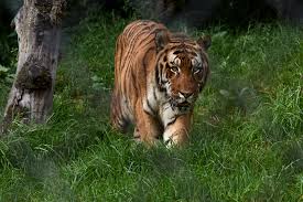 NAINITAL ZOO 